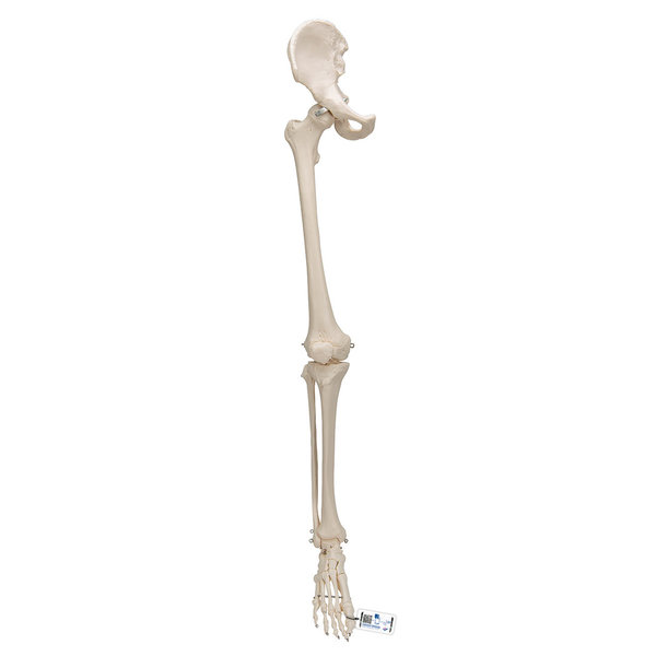 Beinskelett Modell mit Hüftknochen