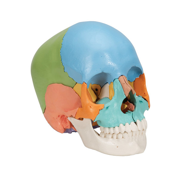 Steckschädel Modell, didaktische Farben, in 22 Knochen zerlegbar