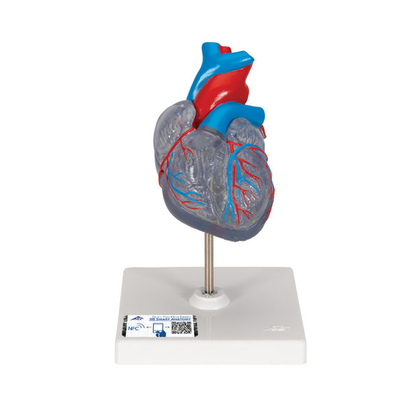 Klassik-Herz mit Reizleitungssystem,