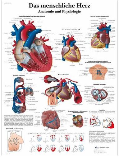 Das menschliche Herz