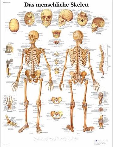 Das menschliche Skelett