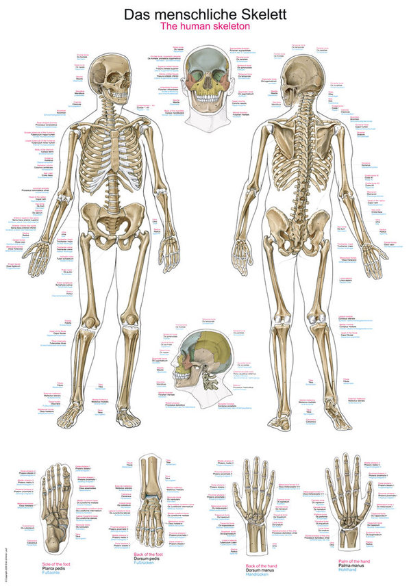 Lehrtafel "Das menschliche Skelett"